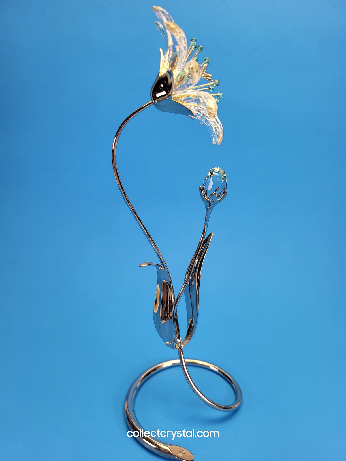 Dellaria Aquamarine - Paradise Flower s # 945872 Aurora Borealis