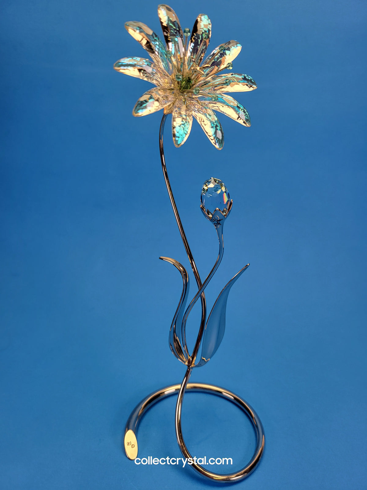 Dellaria Aquamarine - Paradise Flower s # 945872 Aurora Borealis
