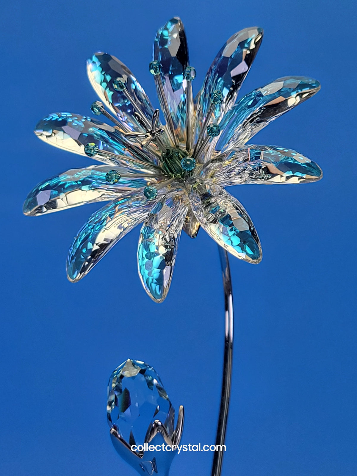 Dellaria Aquamarine - Paradise Flower s # 945872 Aurora Borealis