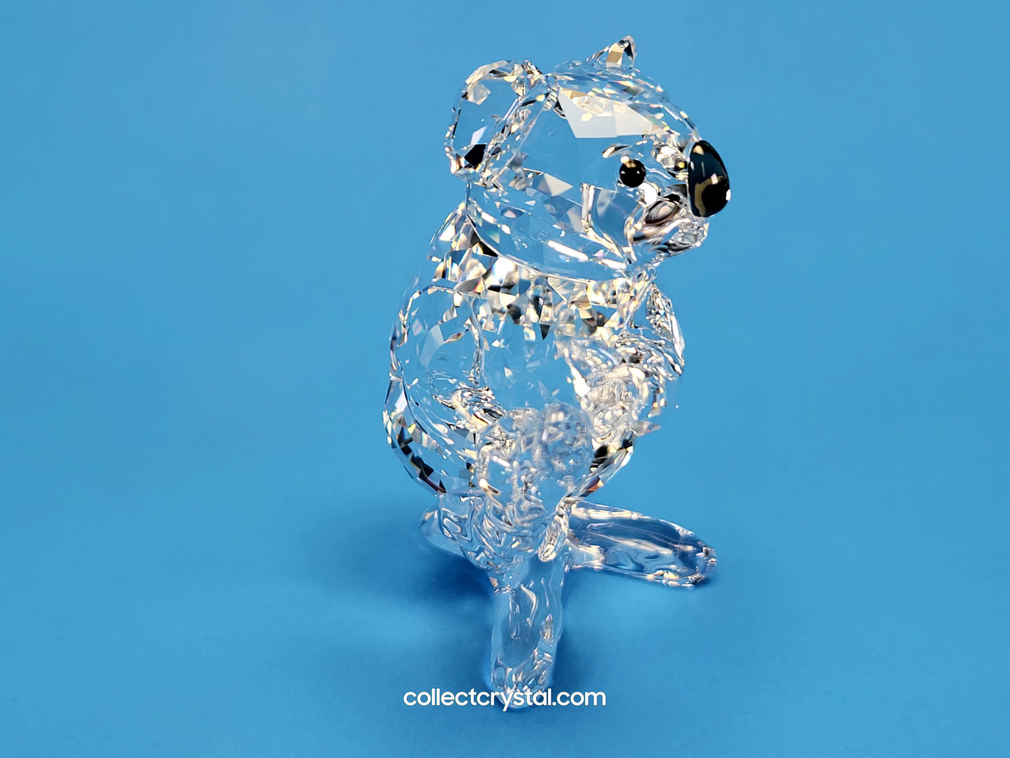 KOALA (2017) 5271914