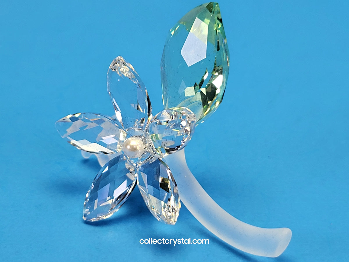 Jasmine Flower Blossom with green leaf # 918440