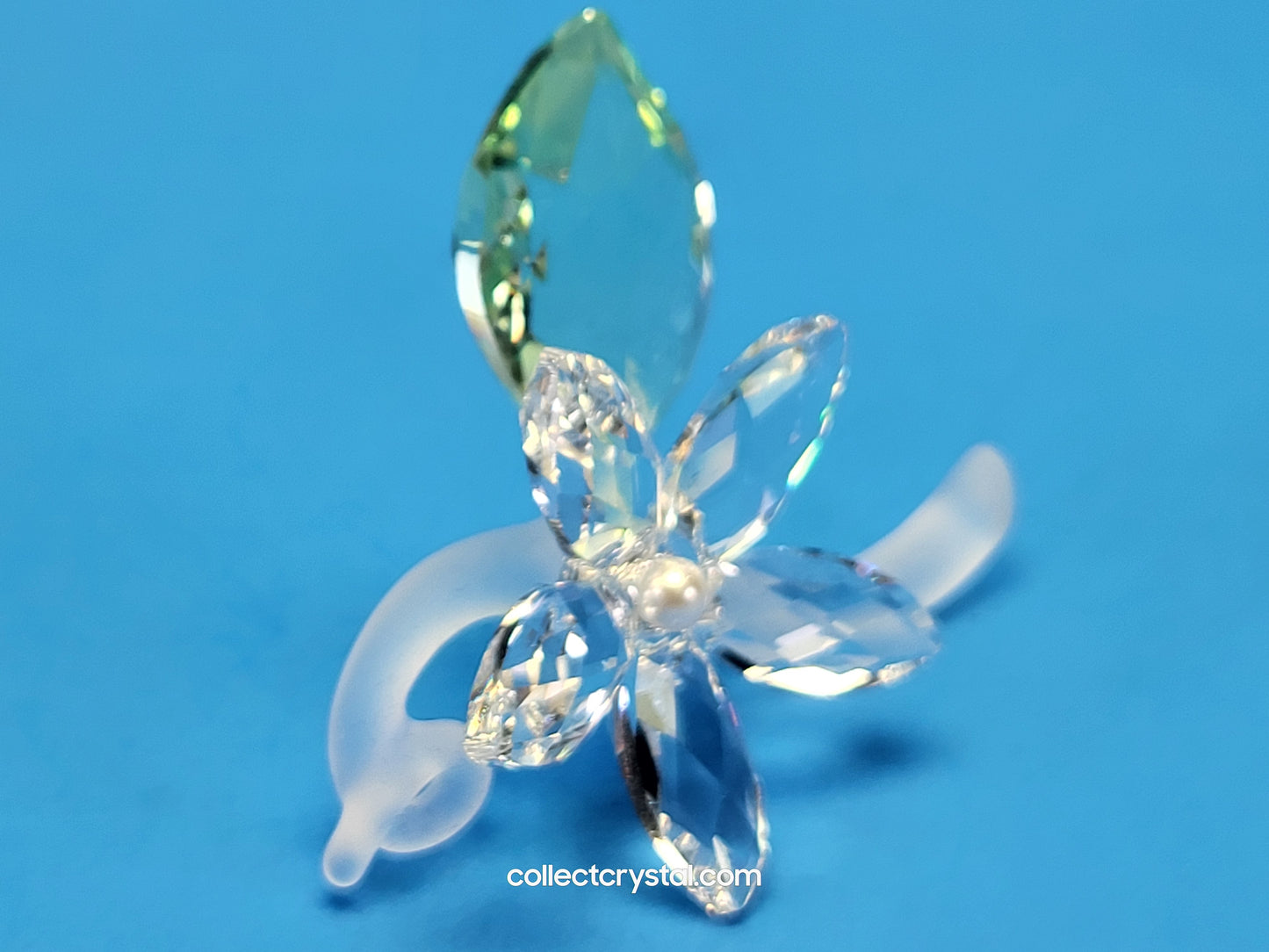 JASMINE BLOSSOM Flower # 918440