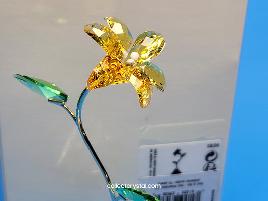 FLORERE LILY 5666972 yellow flower