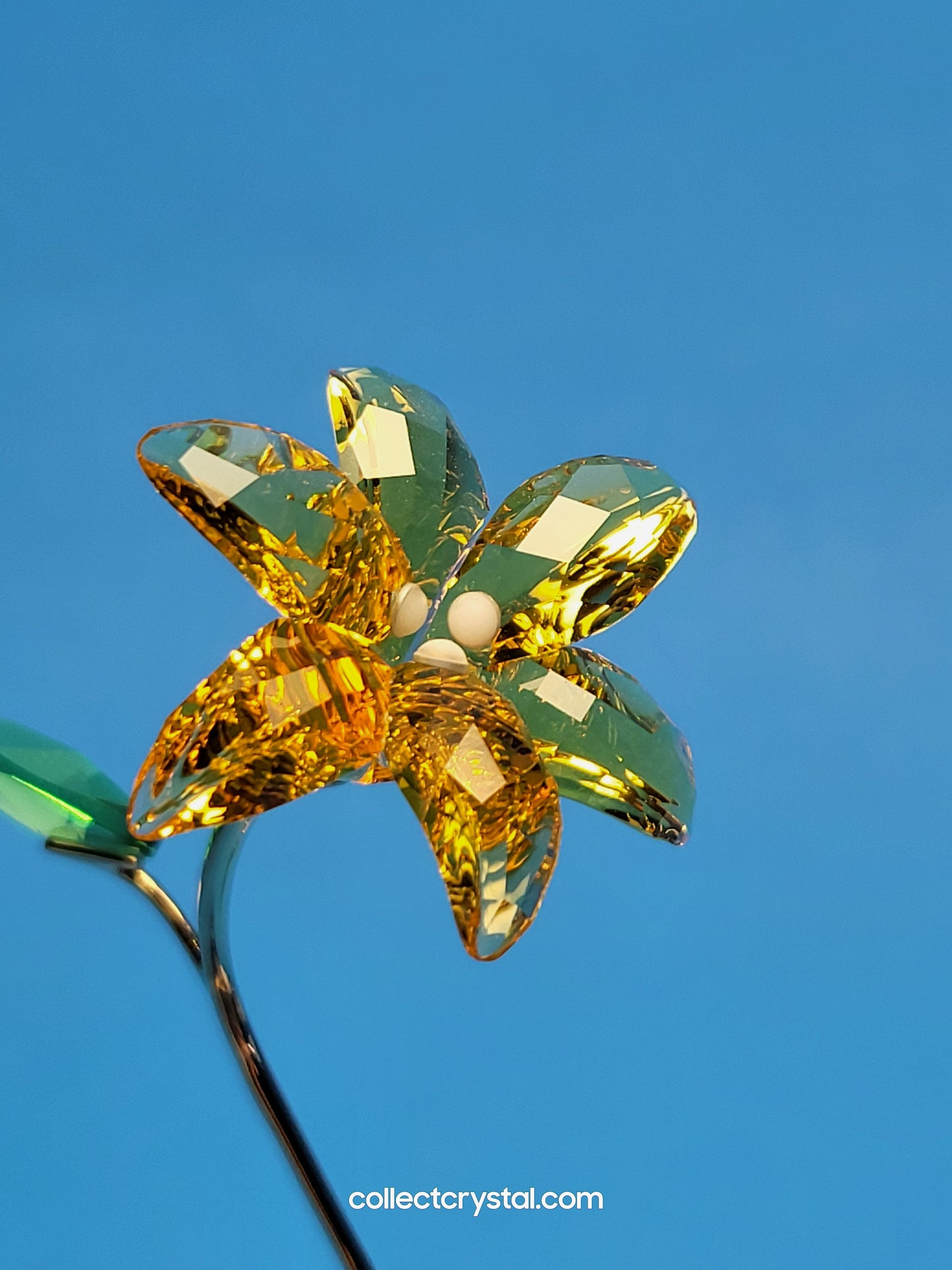 FLORERE LILY 5666972 yellow flower