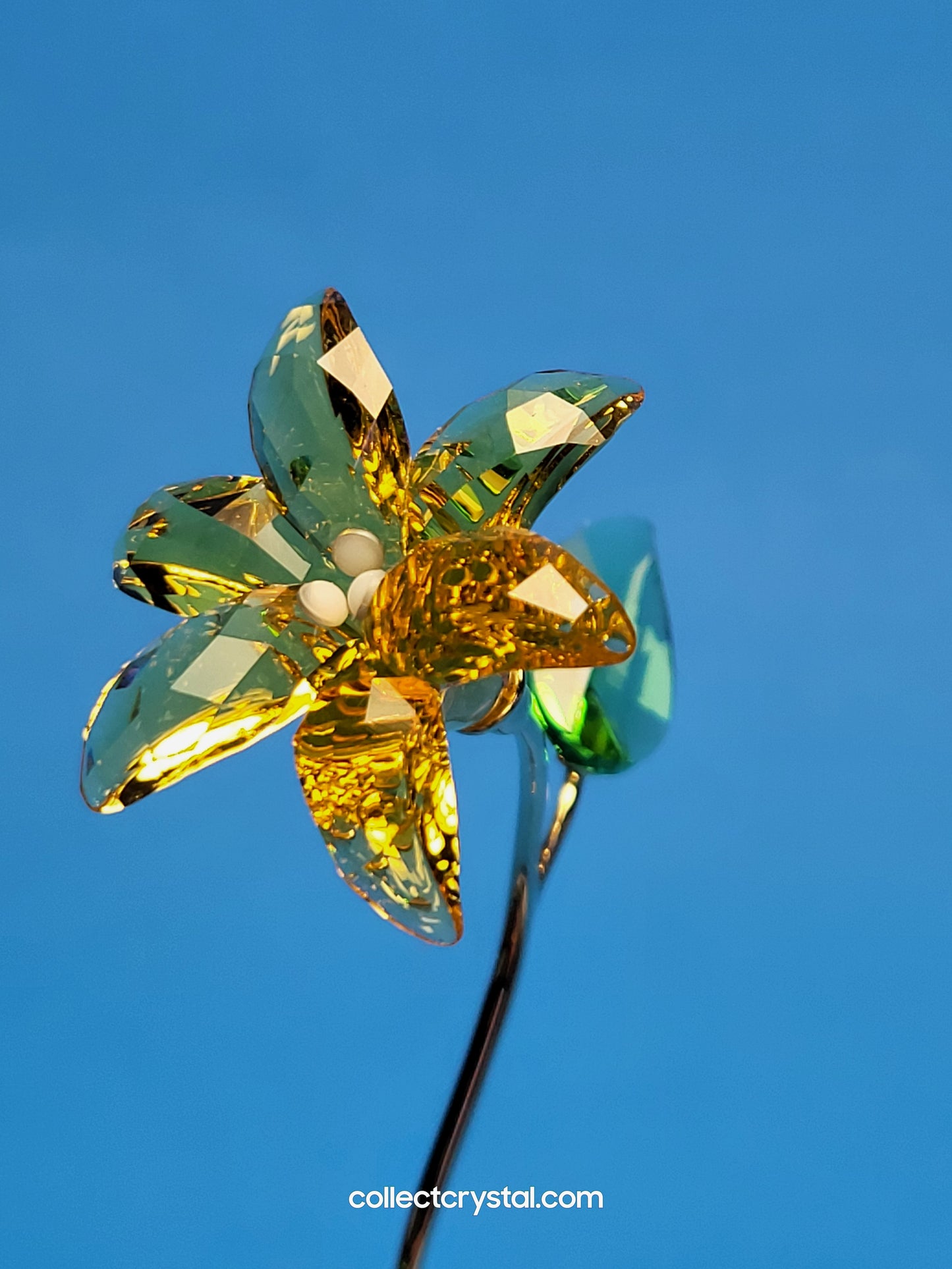 FLORERE LILY 5666972 yellow flower