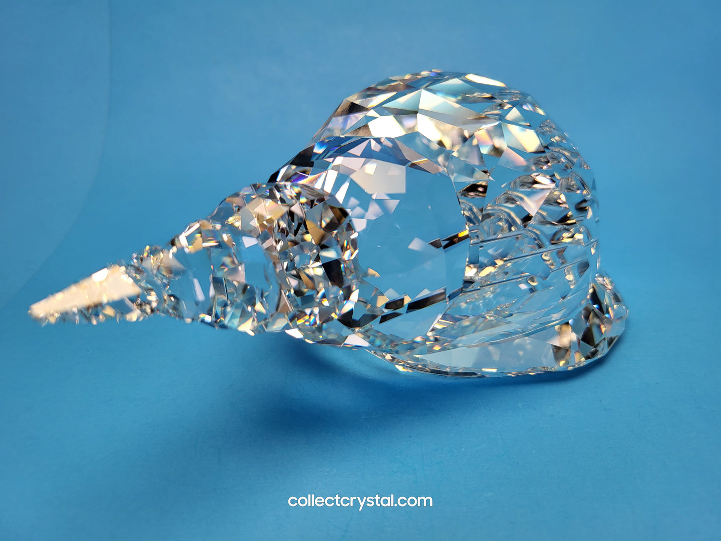 TRUMPET TRITON 5123903 sea shell