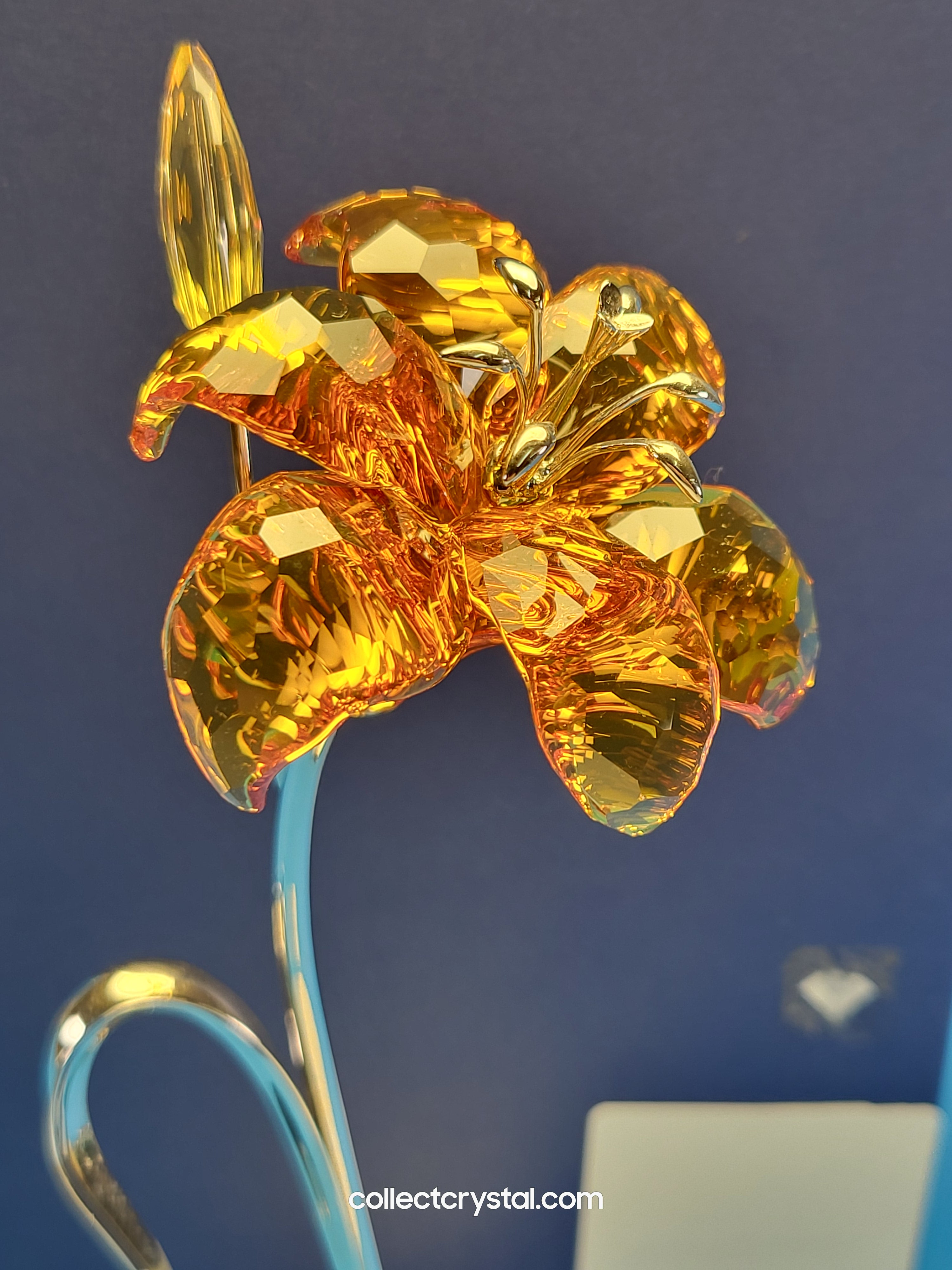 DAHLIA Topaz With BUDS PARADISE FLOWER 9