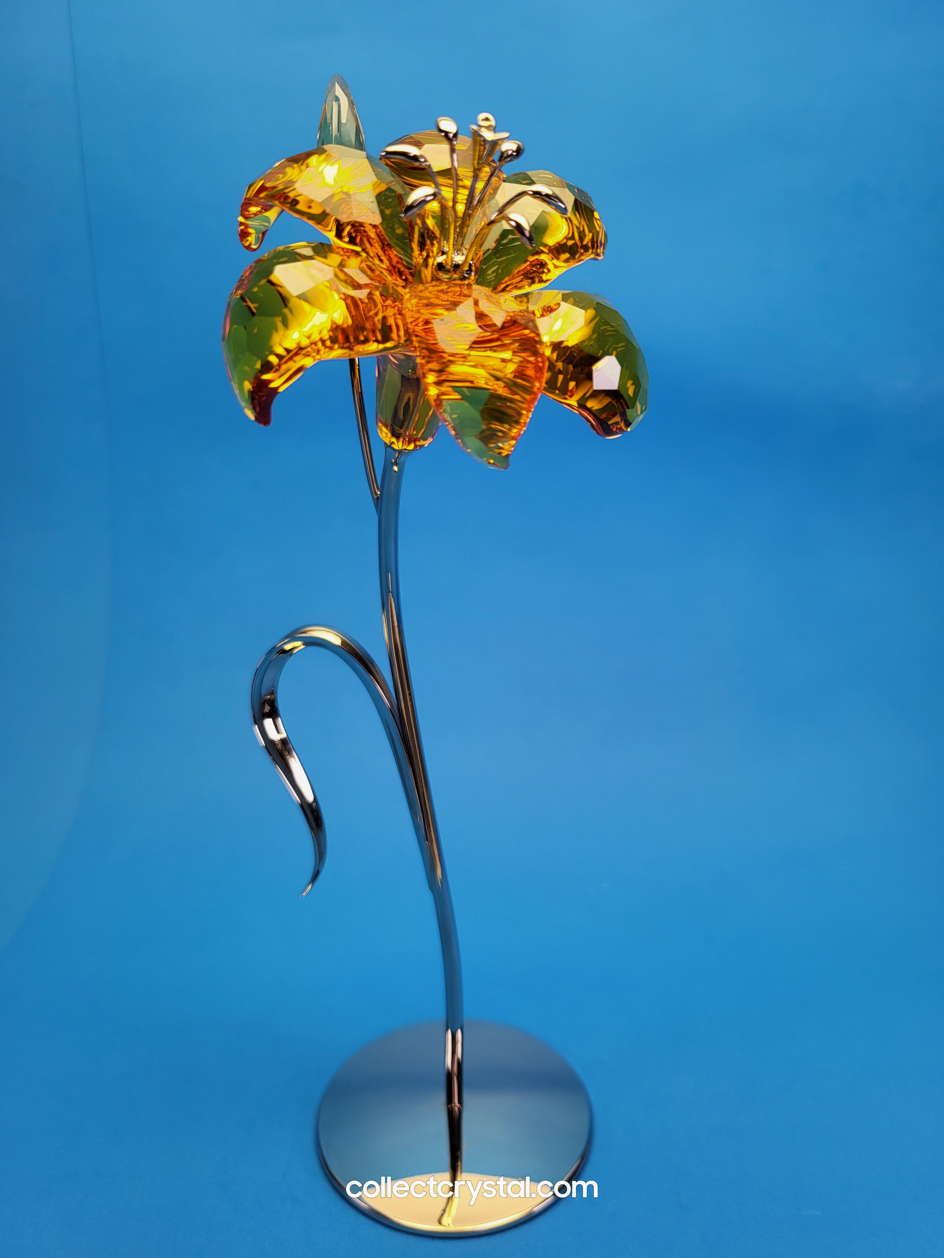 DAHLIA Topaz With BUDS PARADISE FLOWER 9