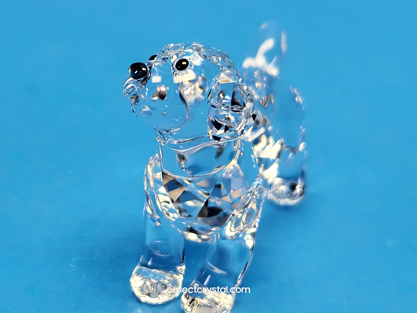 LABRADOR PUPPY STANDING # 5400141