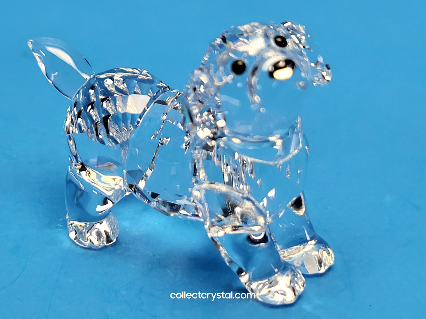 LABRADOR PUPPY STANDING # 5400141