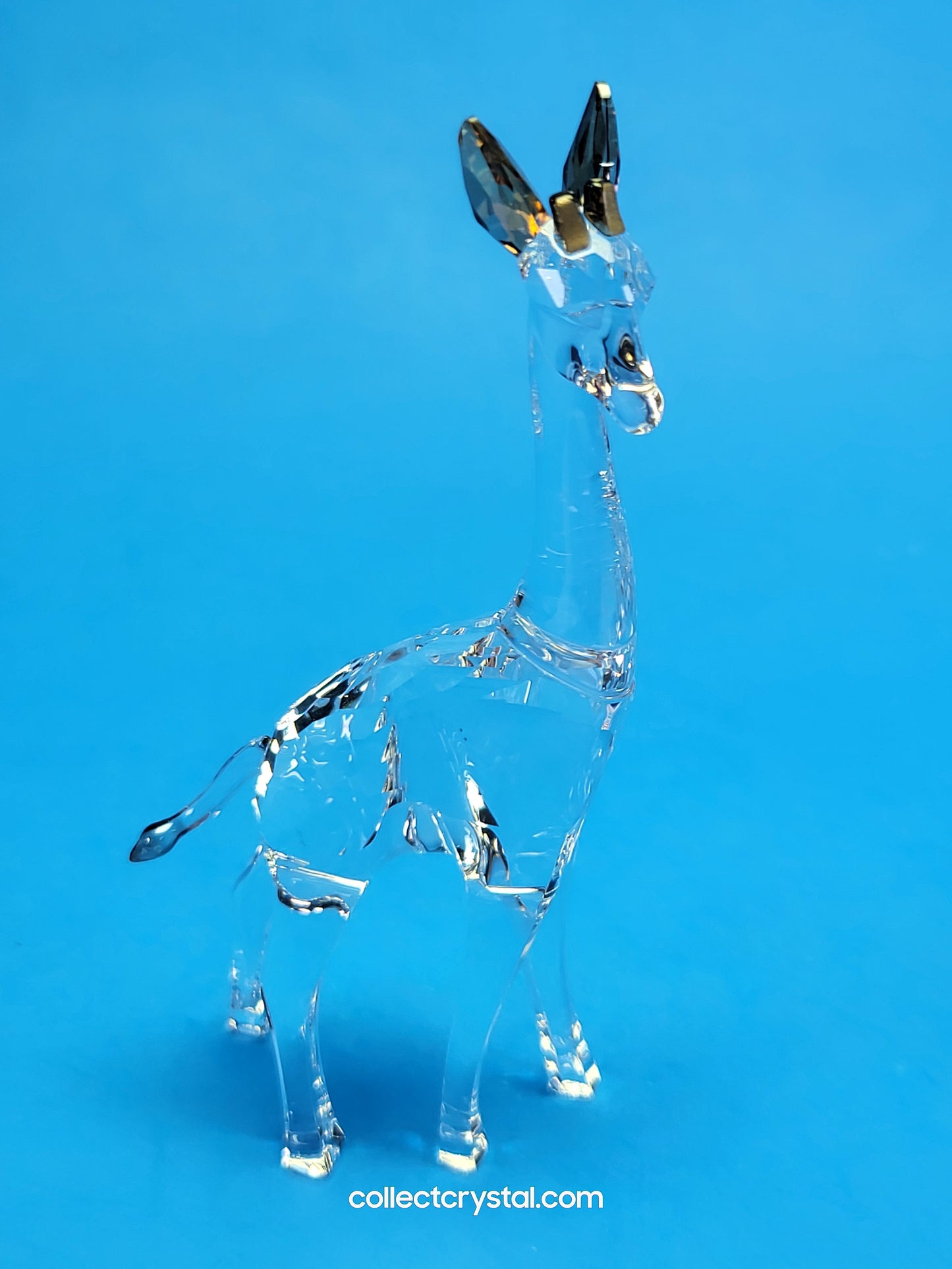 AFRICAN SUNSET – GIRAFFE NOHEA 5557858