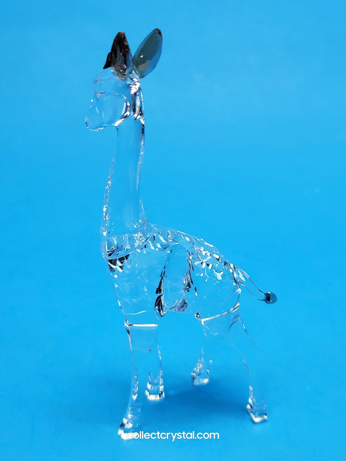 AFRICAN SUNSET – GIRAFFE NOHEA 5557858