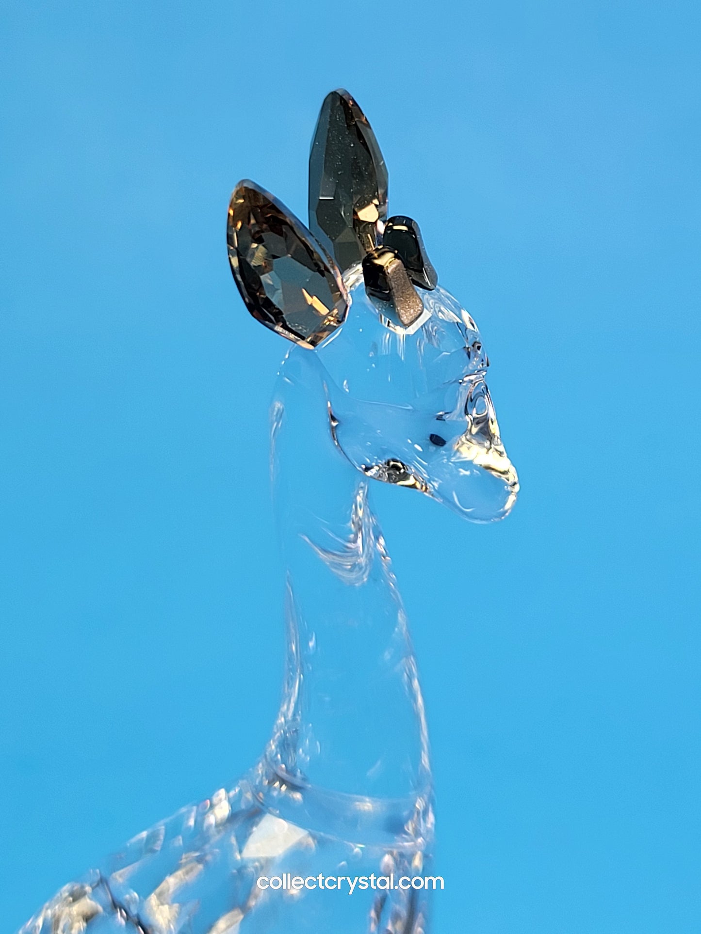 AFRICAN SUNSET – GIRAFFE NOHEA 5557858