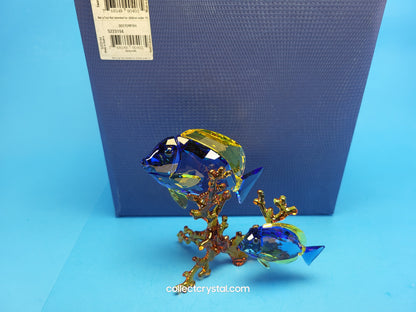 PARADISE FISH – DOCTORFISH COUPLE 5223194