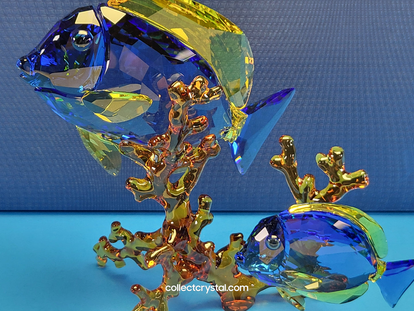 PARADISE FISH – DOCTORFISH COUPLE 5223194