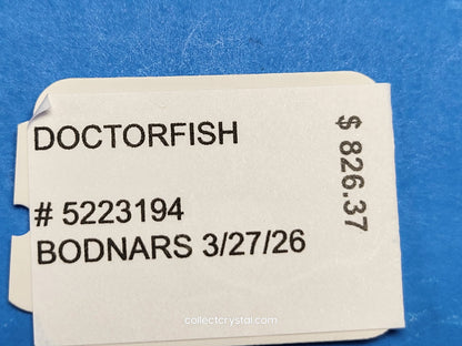 PARADISE FISH – DOCTORFISH COUPLE 5223194