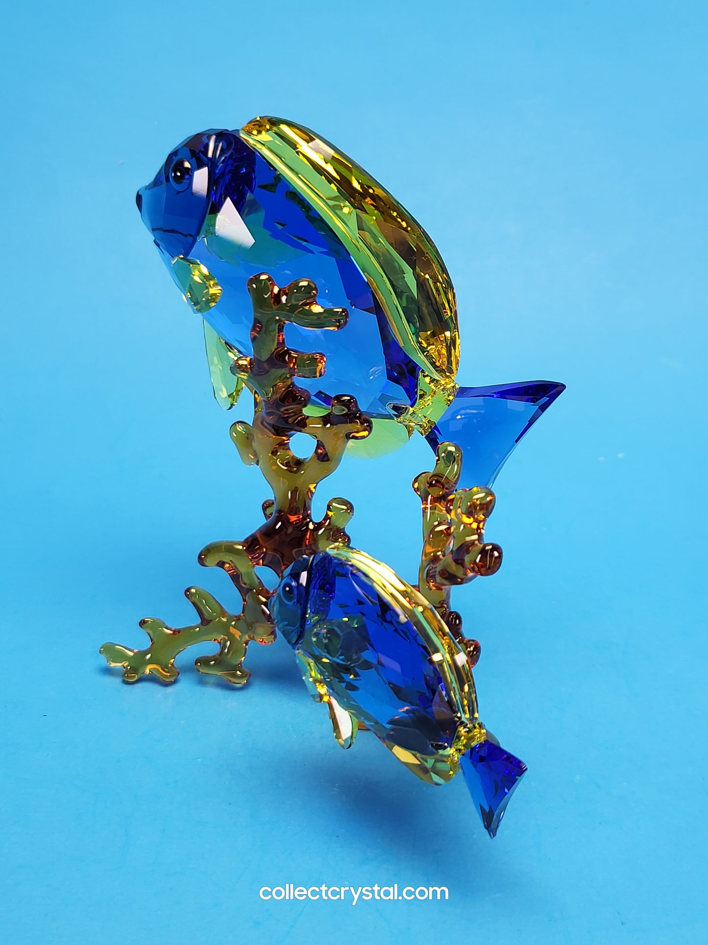 PARADISE FISH – DOCTORFISH COUPLE 5223194