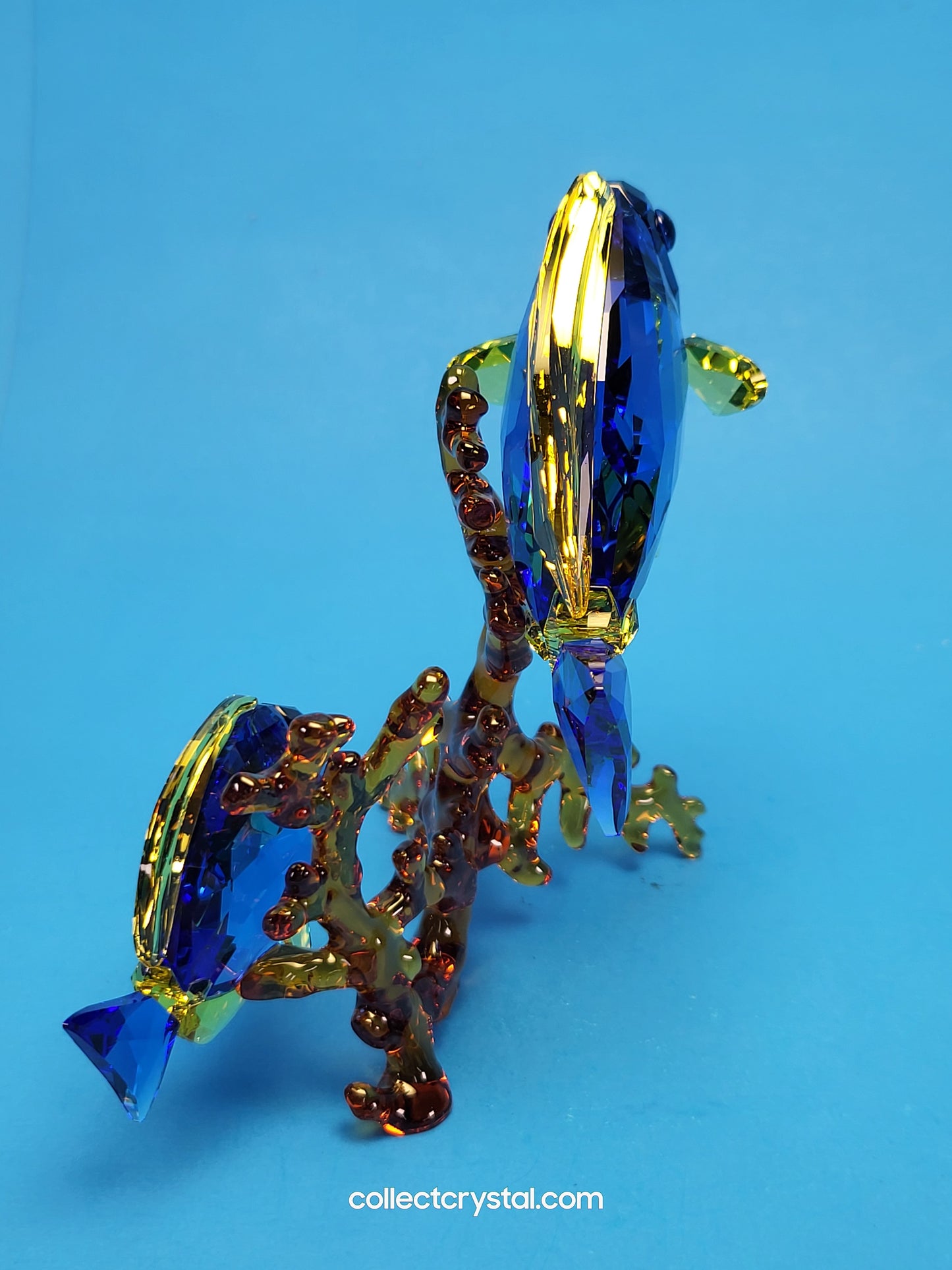 PARADISE FISH – DOCTORFISH COUPLE 5223194