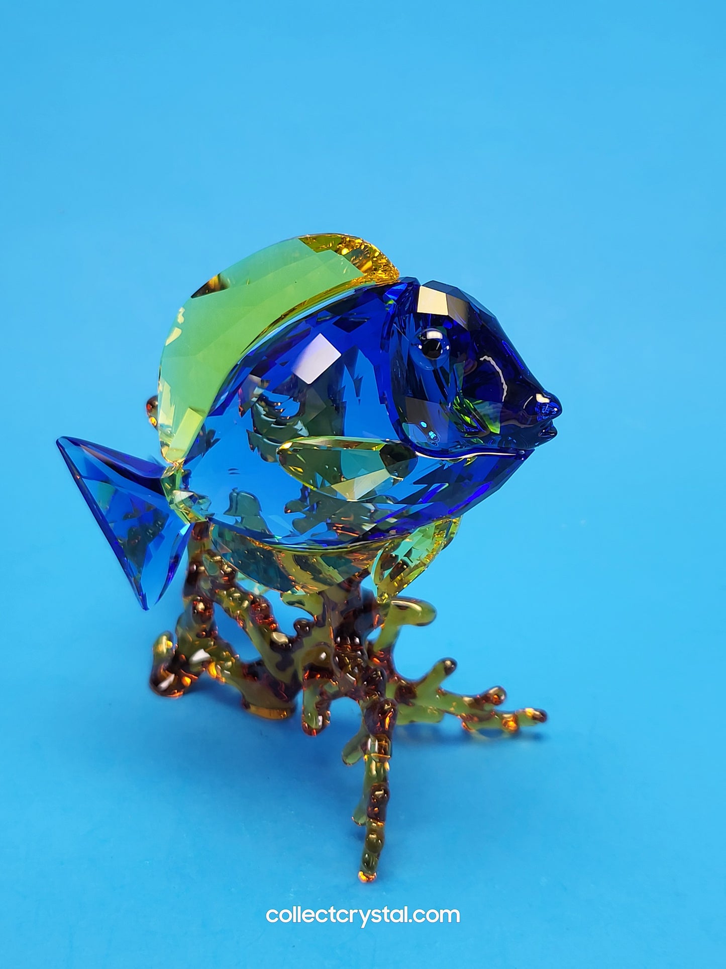 PARADISE FISH – DOCTORFISH COUPLE 5223194