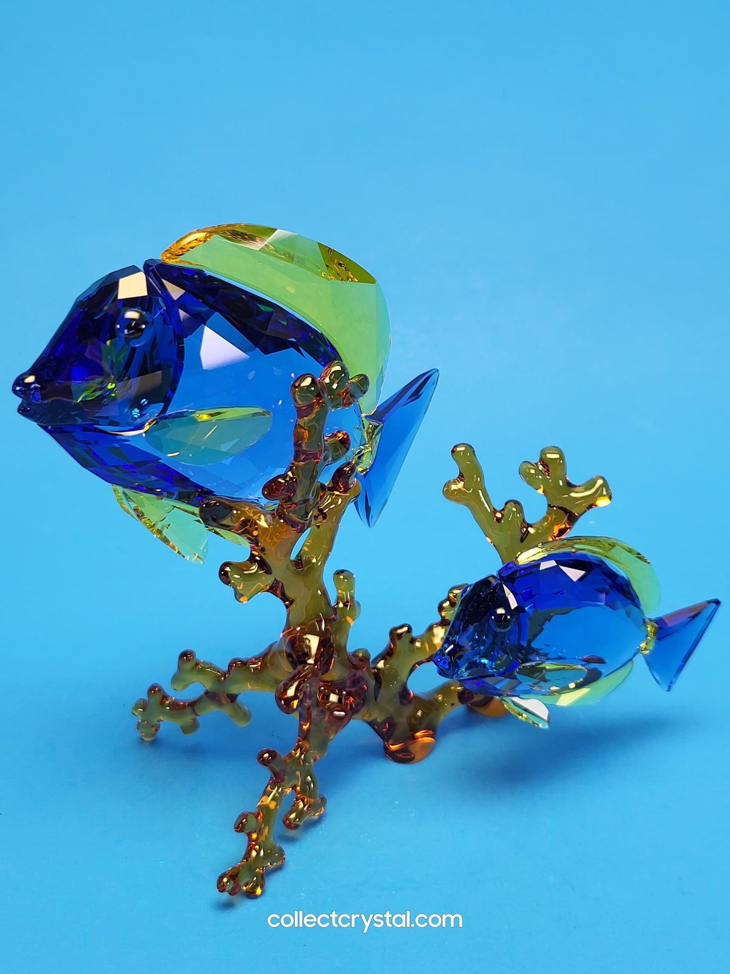 PARADISE FISH – DOCTORFISH COUPLE 5223194