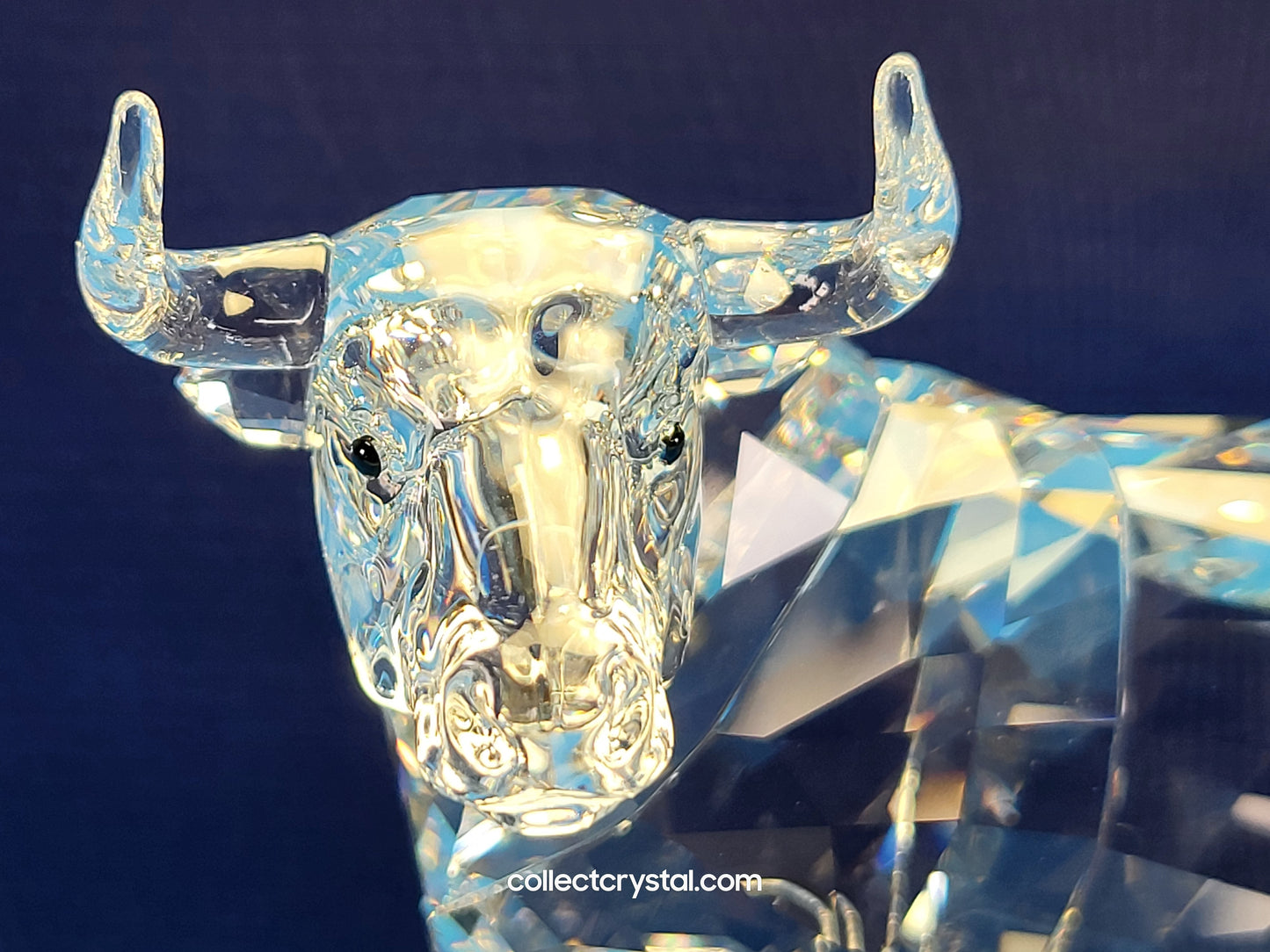 BULL (2018) 5365721 Male Cattle Cow