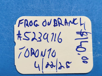 PARADISE ANIMALS – FROG ON BRANCH 5239716