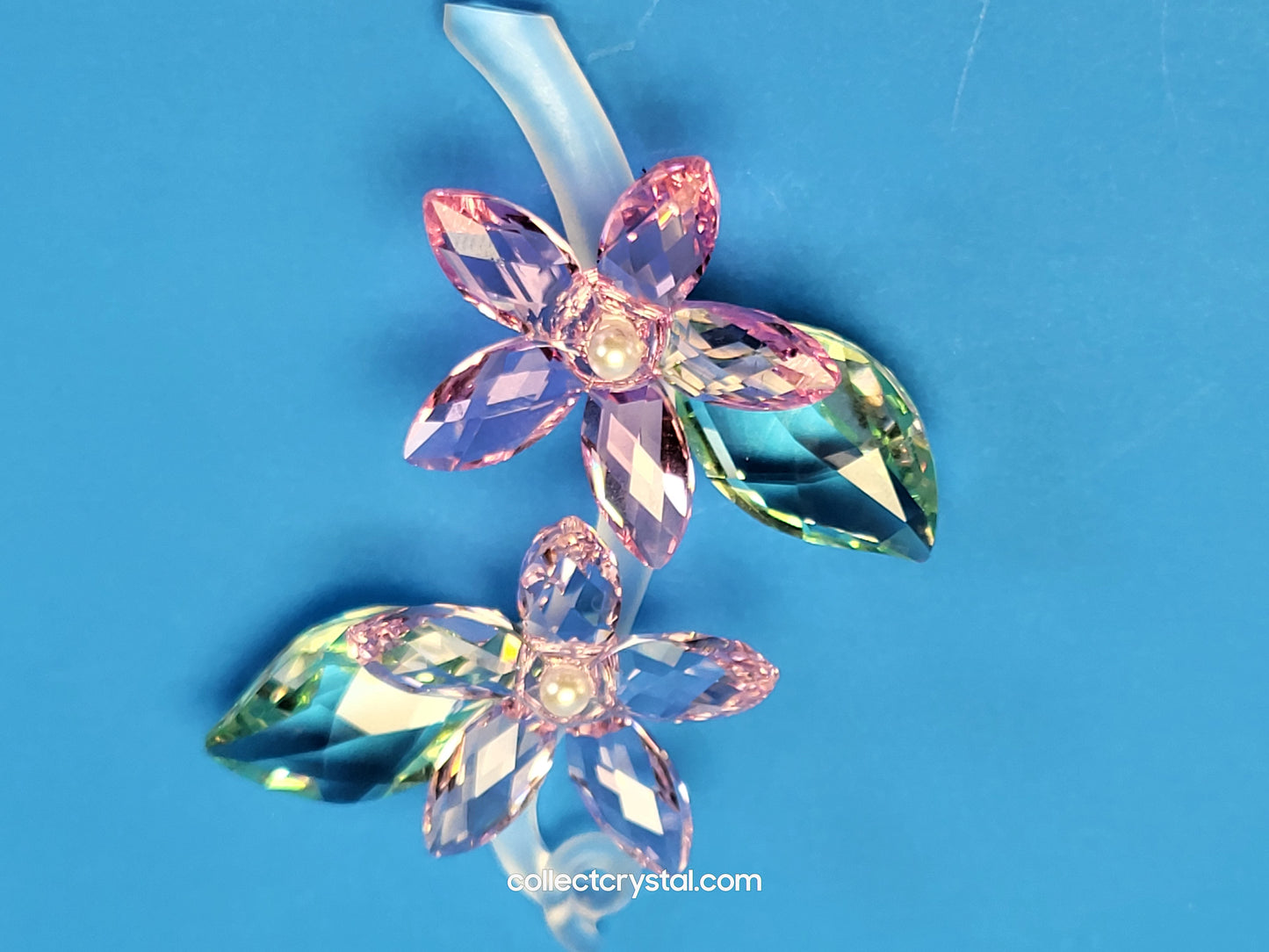 JASMINE 917664 Flower
