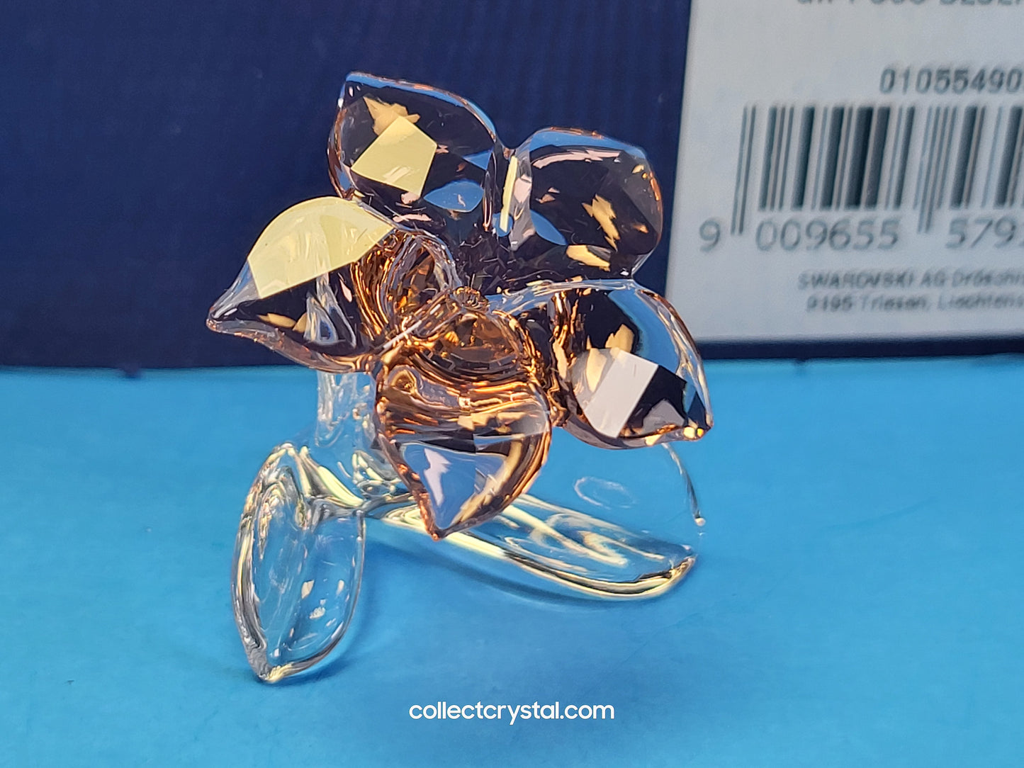 SCS 2021 JOINING/RENEWAL GIFT DESERT ROSE 5557914