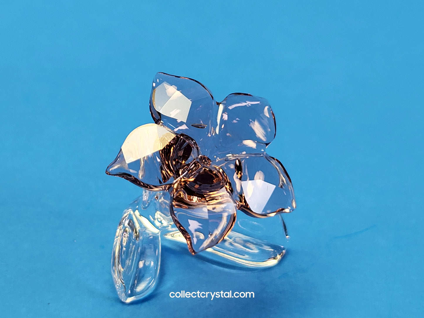 SCS 2021 JOINING/RENEWAL GIFT DESERT ROSE 5557914