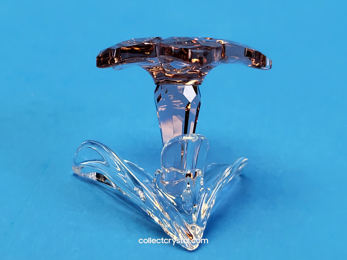 SCS 2021 JOINING/RENEWAL GIFT DESERT ROSE 5557914