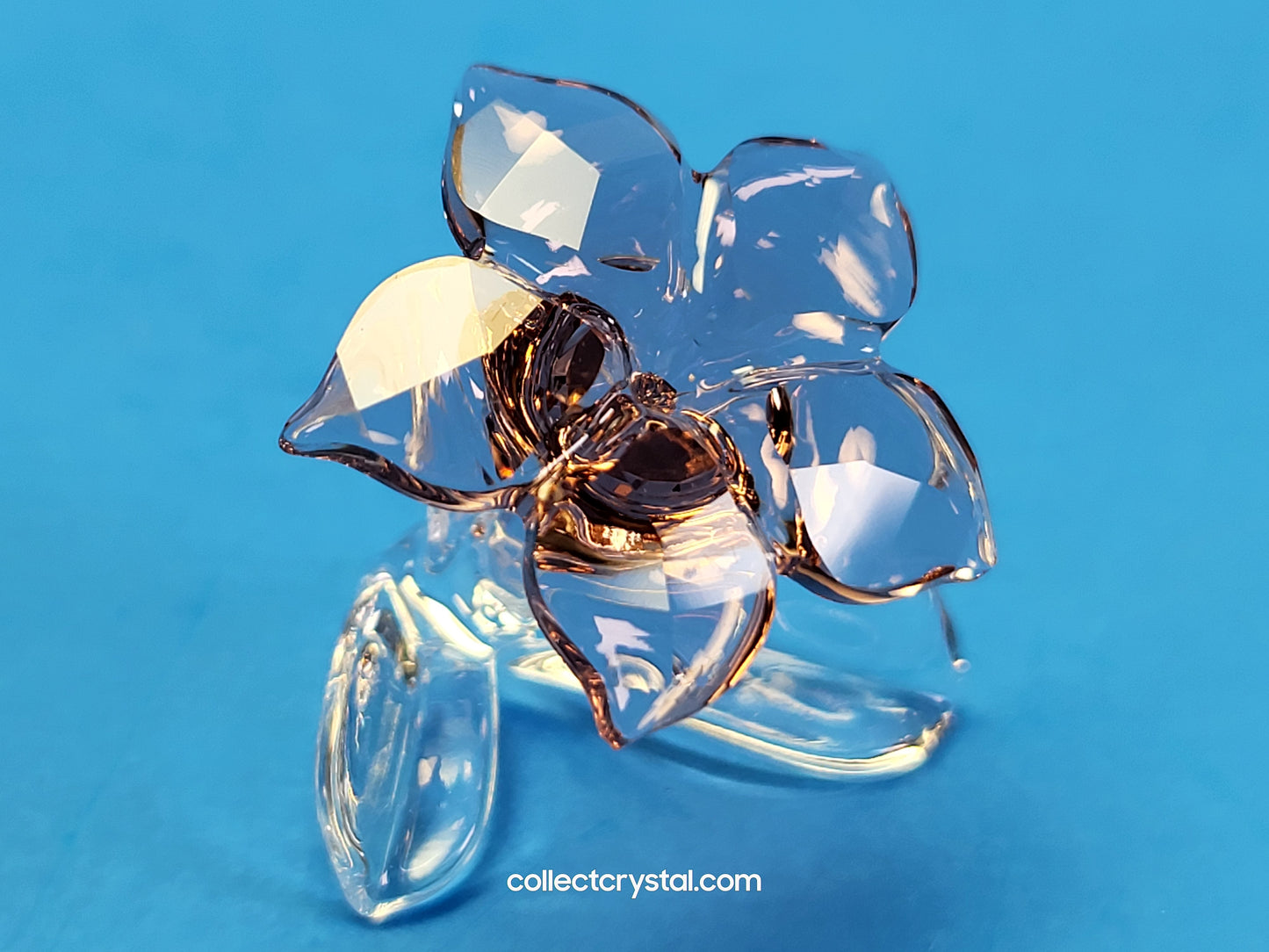 SCS 2021 JOINING/RENEWAL GIFT DESERT ROSE 5557914