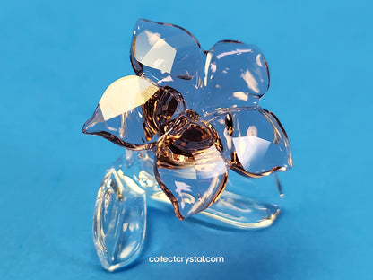 SCS 2021 JOINING/RENEWAL GIFT DESERT ROSE 5557914