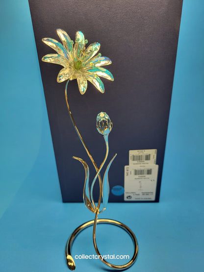 Dellaria Aquamarine - Paradise Flower s # 945872 Aurora Borealis