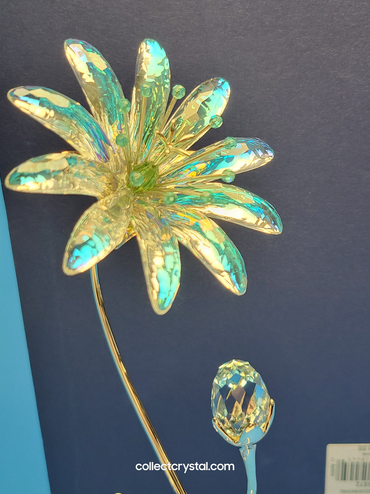 Dellaria Aquamarine - Paradise Flower s # 945872 Aurora Borealis