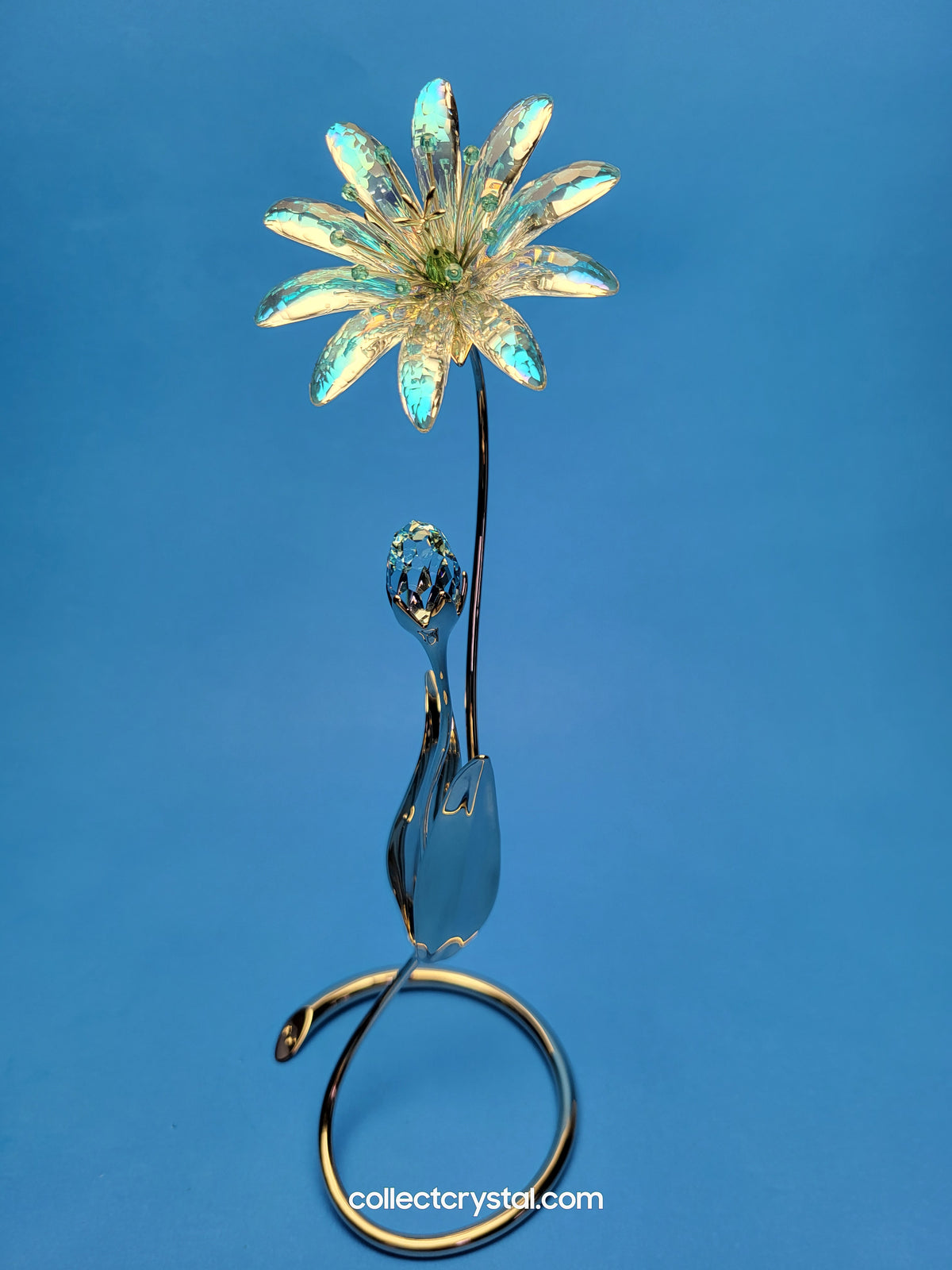 Dellaria Aquamarine - Paradise Flower s # 945872 Aurora Borealis