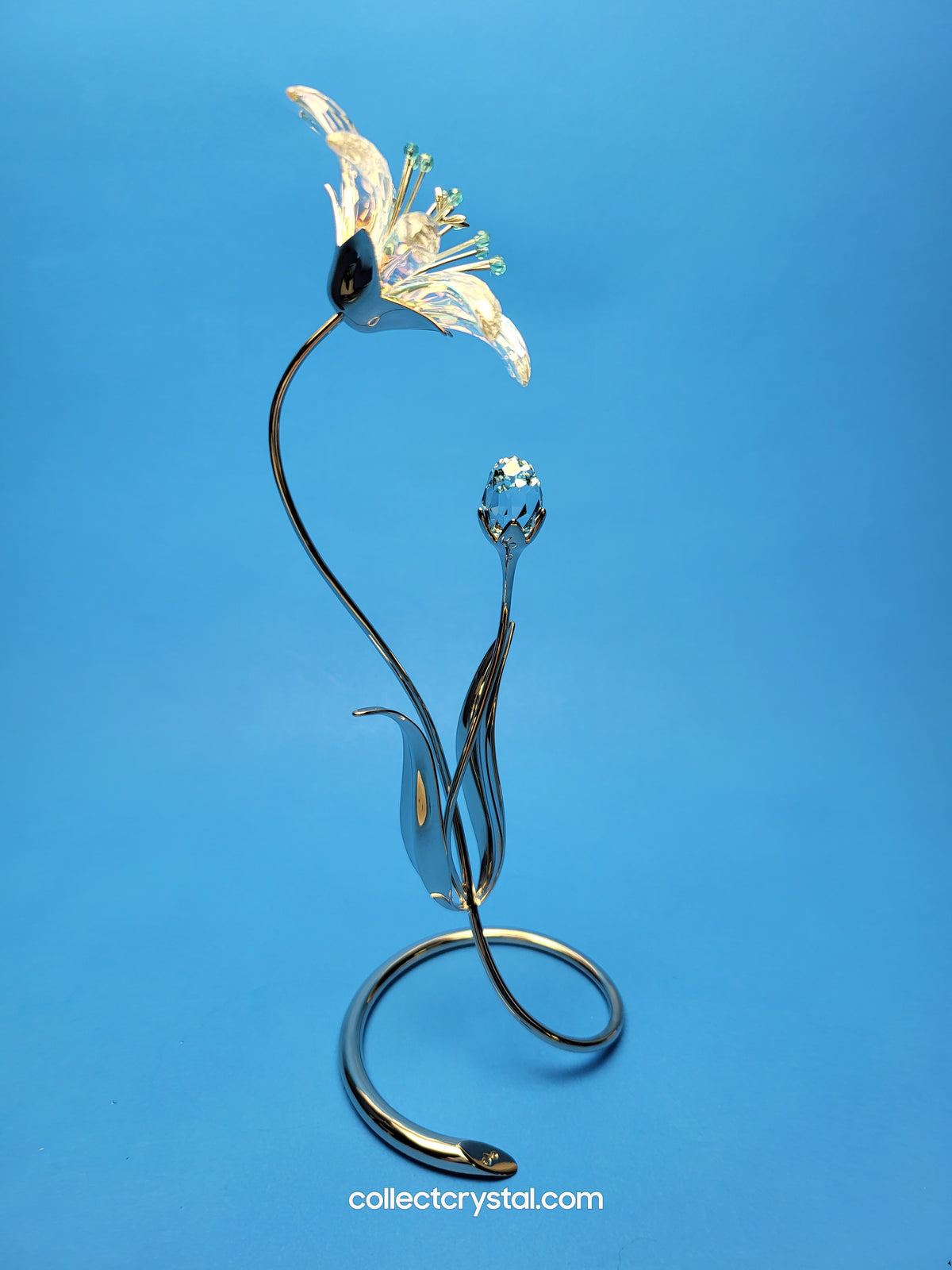 Dellaria Aquamarine - Paradise Flower s # 945872 Aurora Borealis
