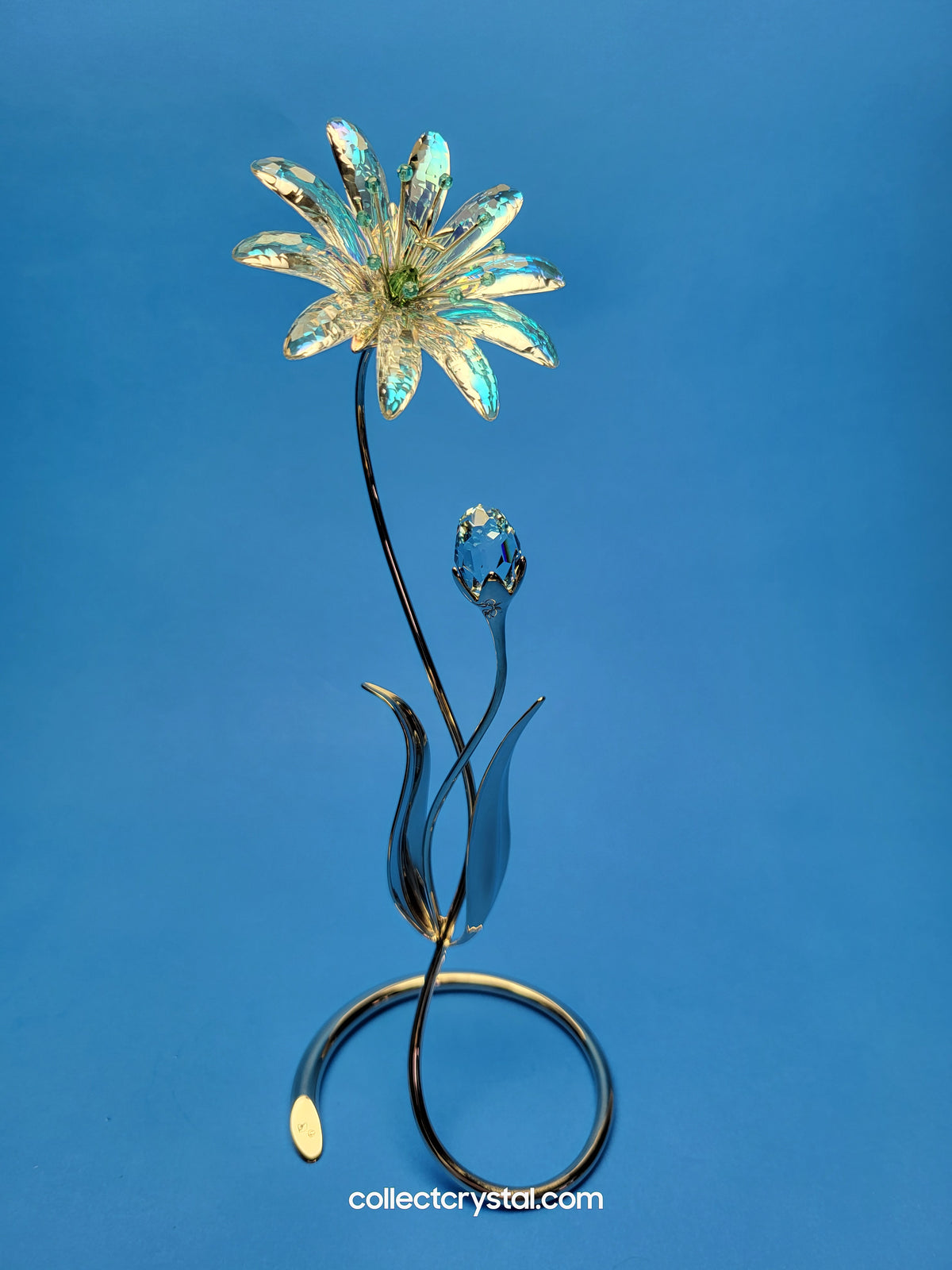 Dellaria Aquamarine - Paradise Flower s # 945872 Aurora Borealis