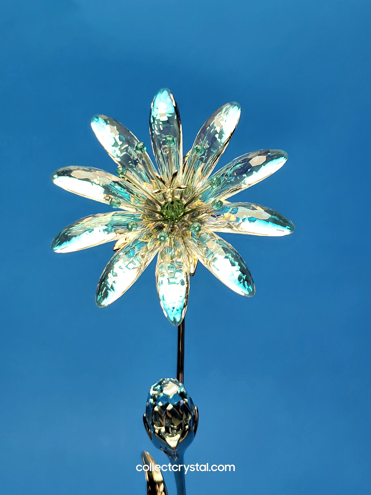 Dellaria Aquamarine - Paradise Flower s # 945872 Aurora Borealis