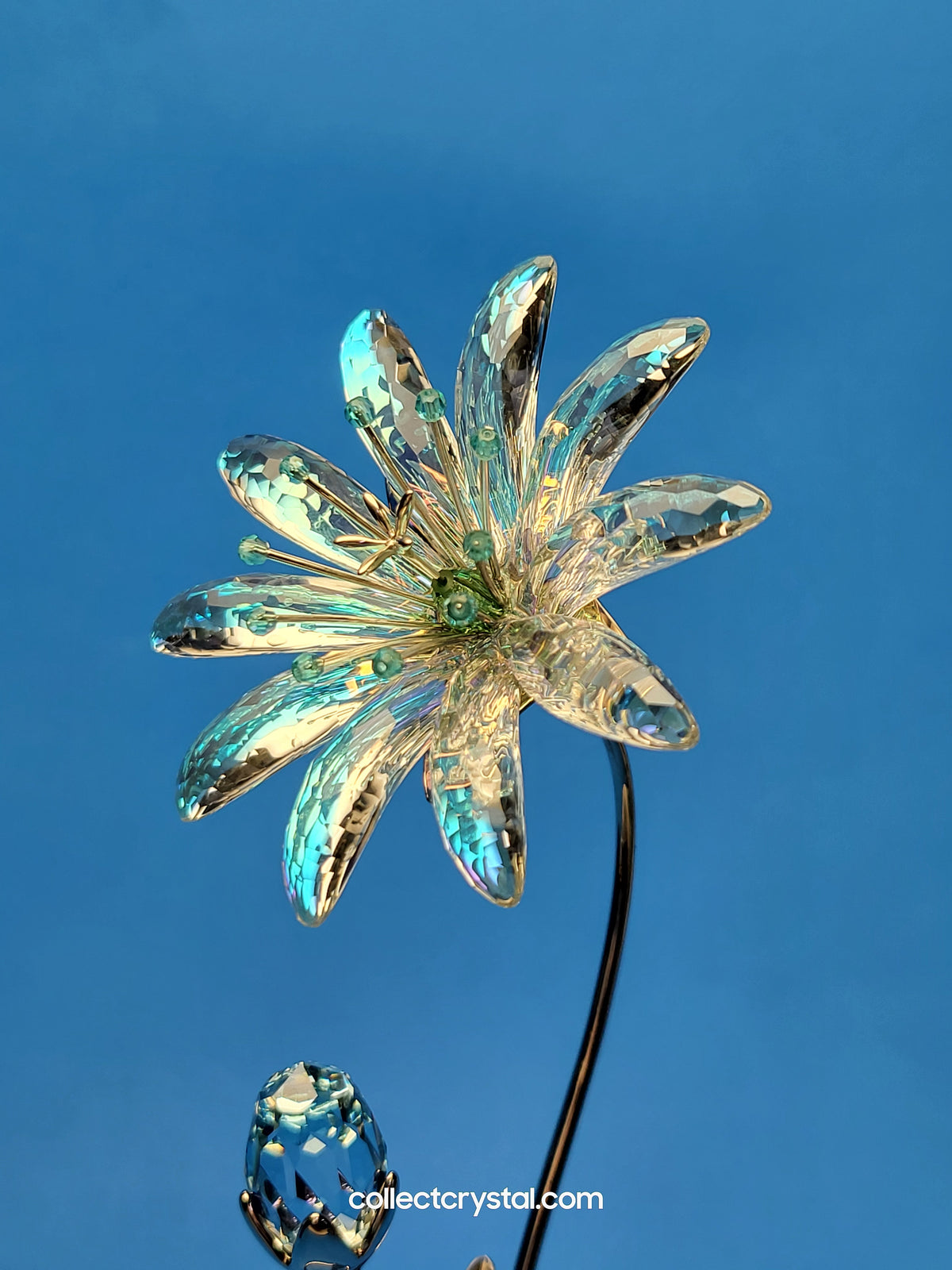 Dellaria Aquamarine - Paradise Flower s # 945872 Aurora Borealis