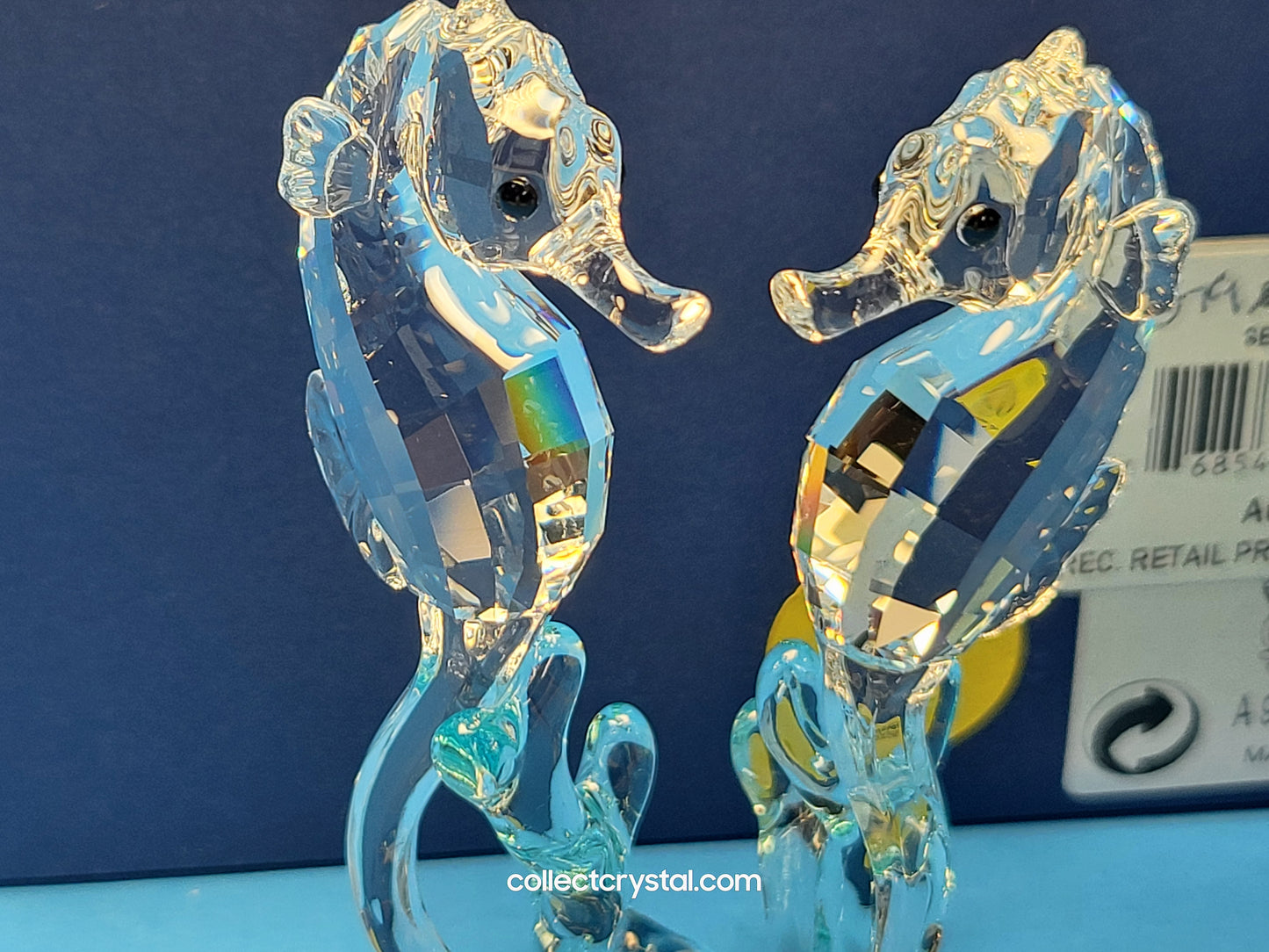 SEA HORSES / SEAHORSES 885589 on blue coral