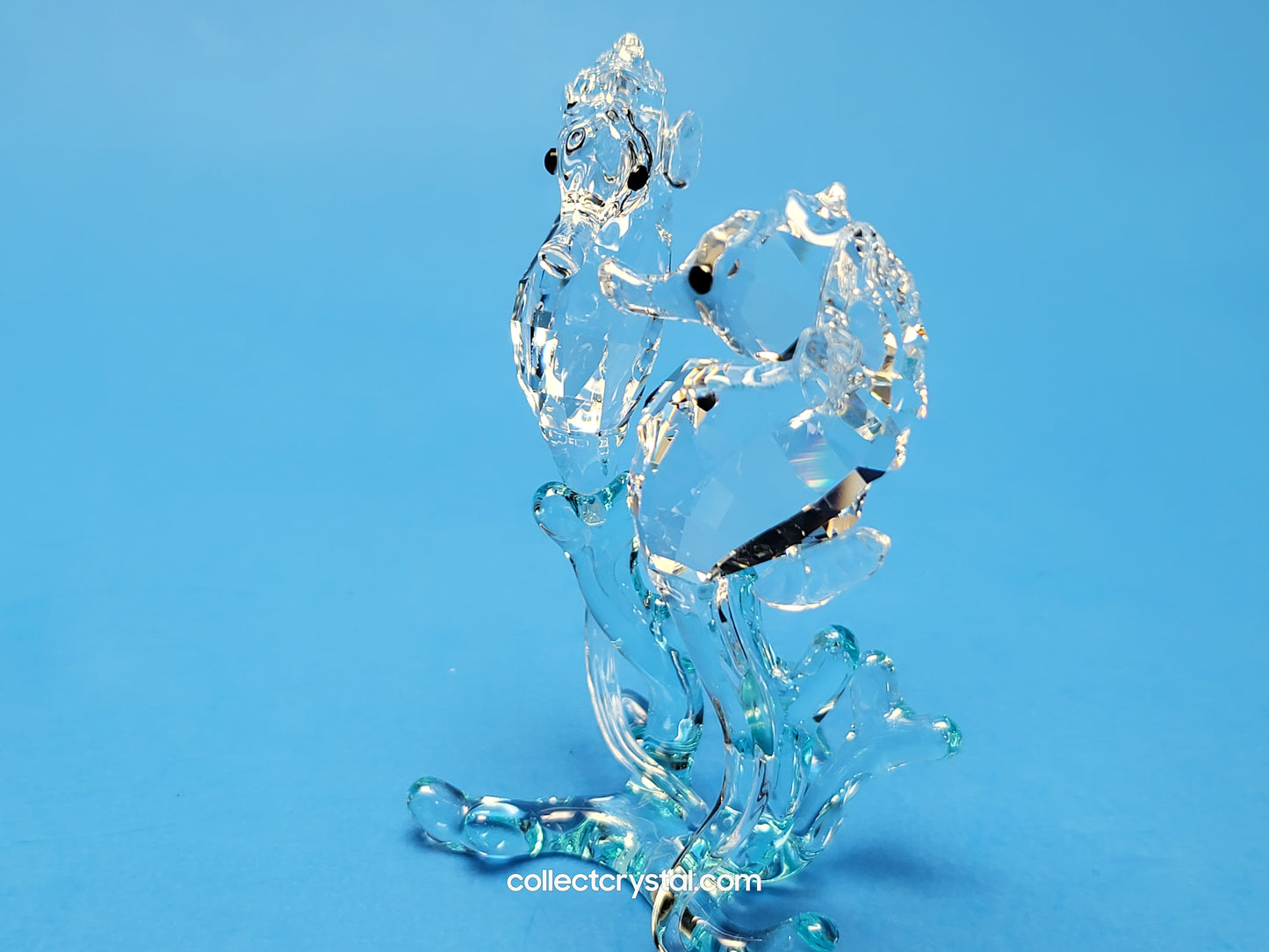 SEA HORSES / SEAHORSES 885589 on blue coral