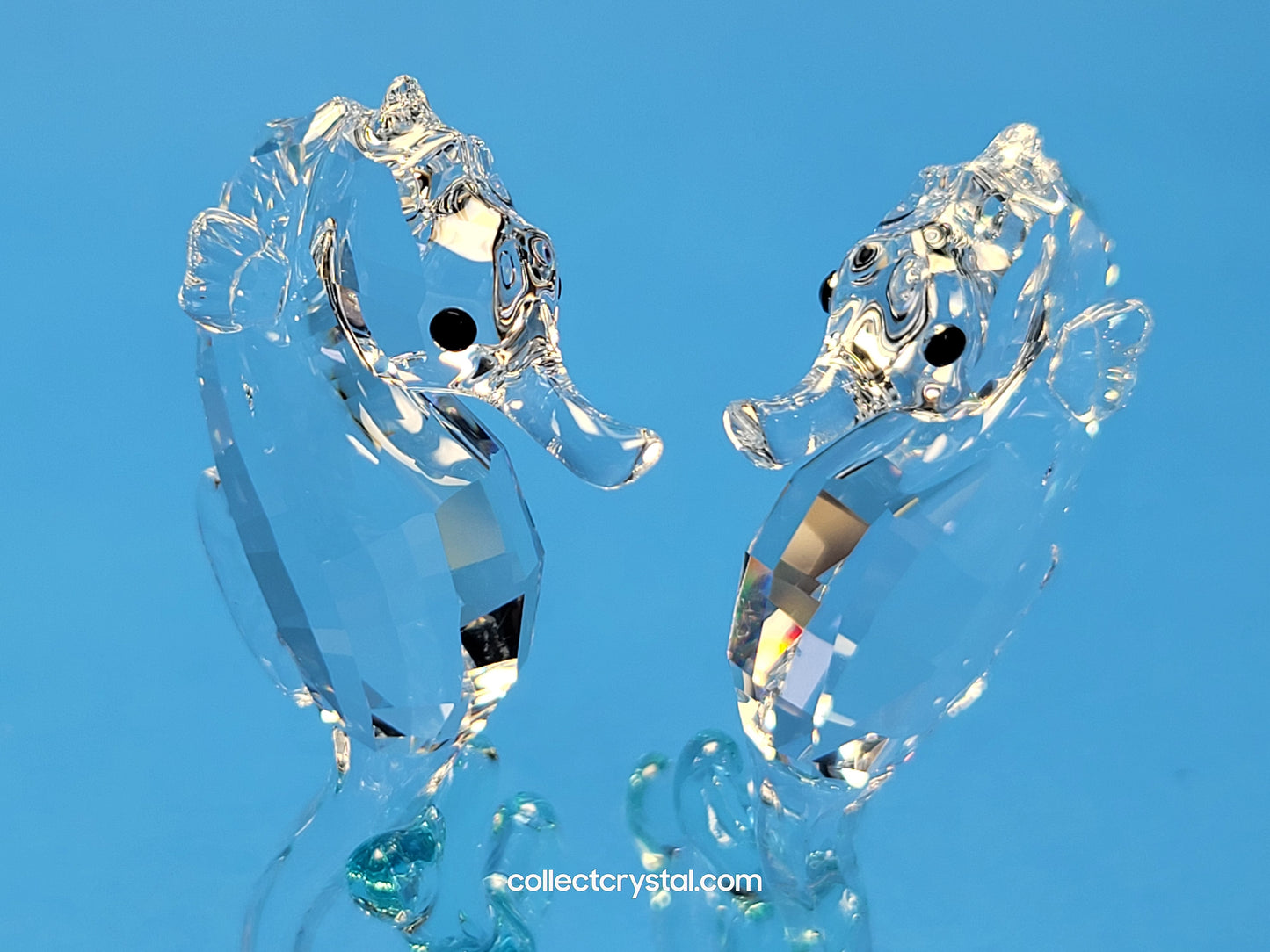 SEA HORSES / SEAHORSES 885589 on blue coral