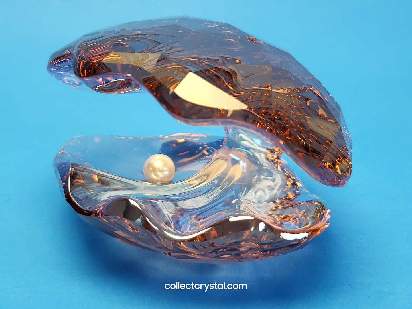 PARADISE FISH – PEARL OYSTER VINTAGE ROSE 1075308 Sea Shell