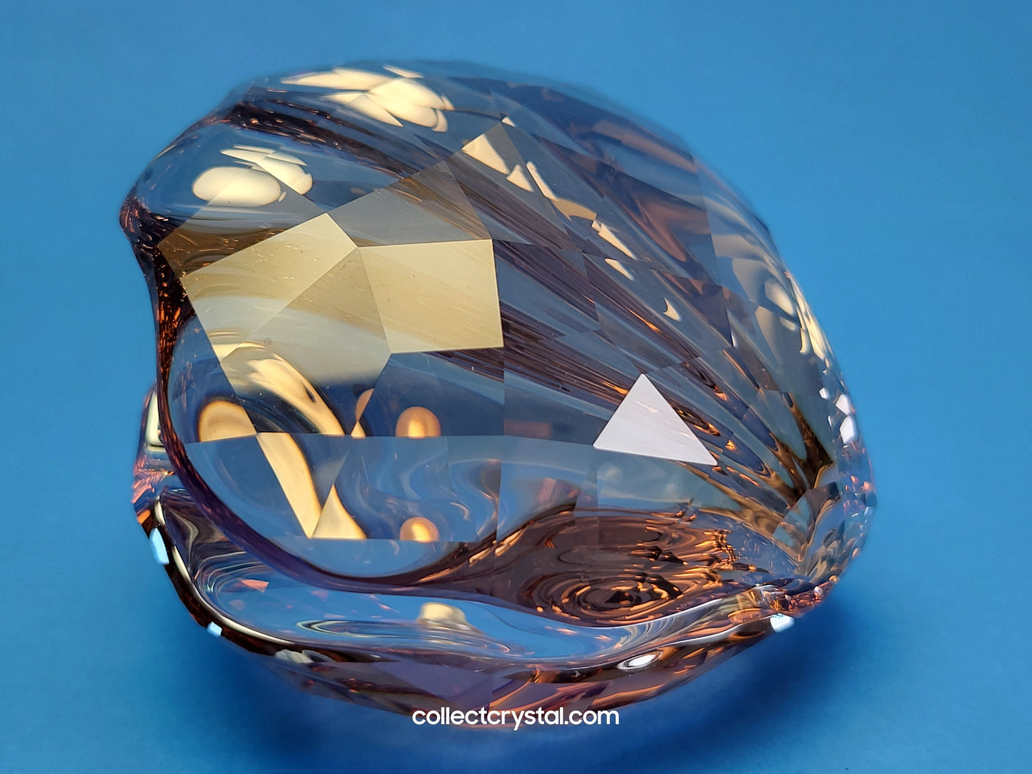 PARADISE FISH – PEARL OYSTER VINTAGE ROSE 1075308 Sea Shell