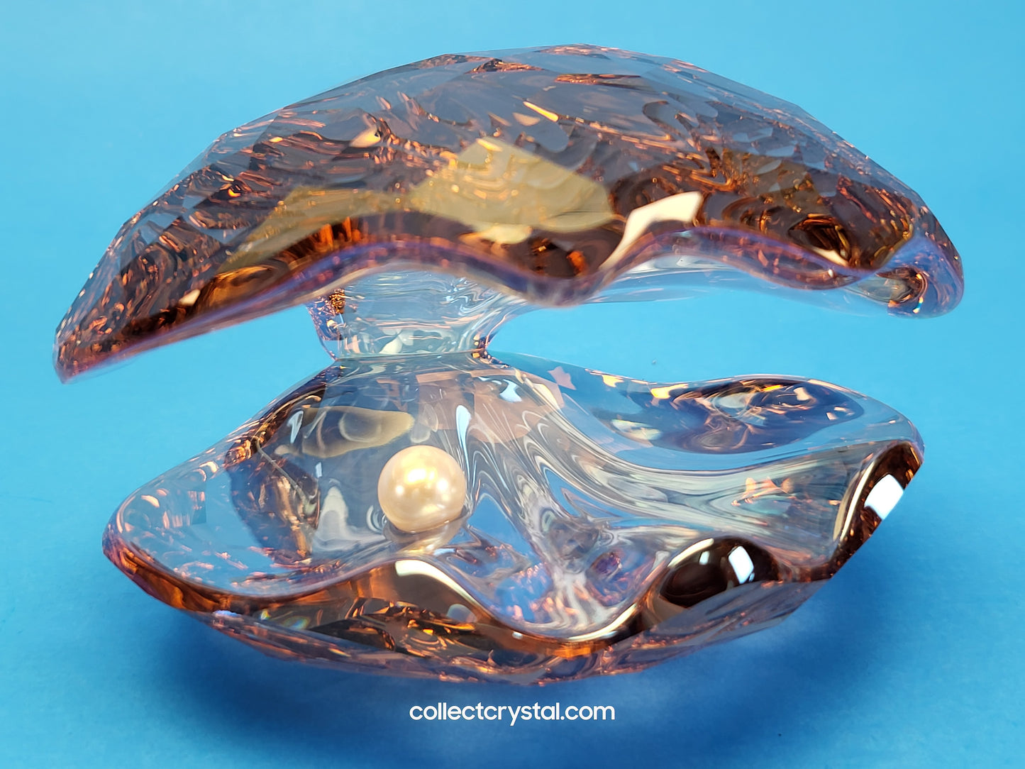 PARADISE FISH – PEARL OYSTER VINTAGE ROSE 1075308 Sea Shell