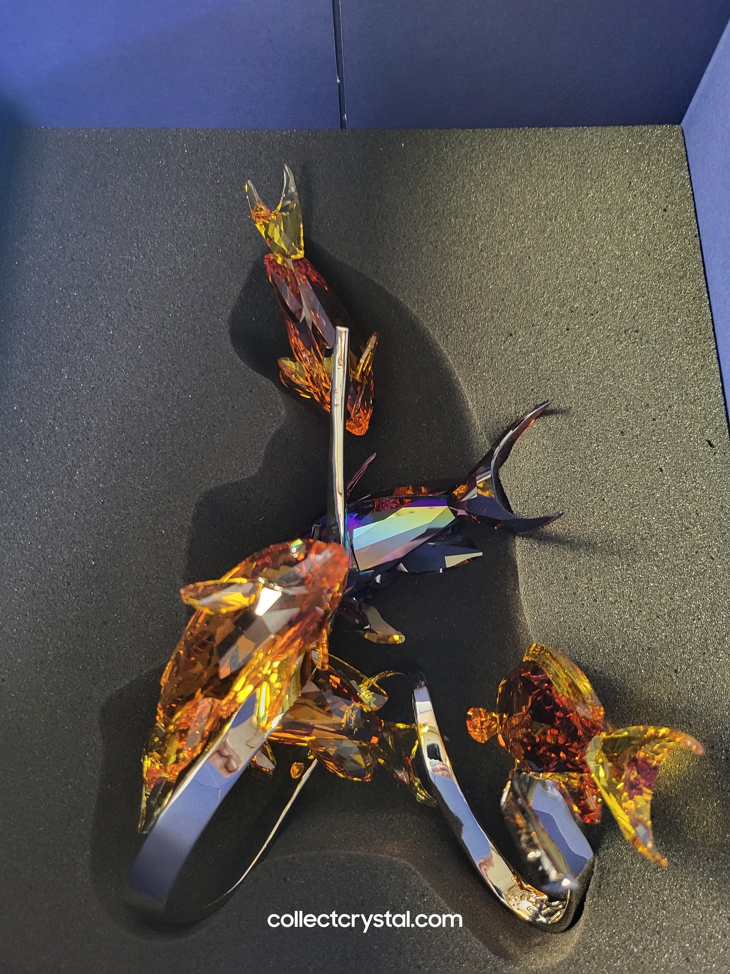 PARADISE FISH – SEA GOLDIES TOPAZ 1083778 Fish on chrome