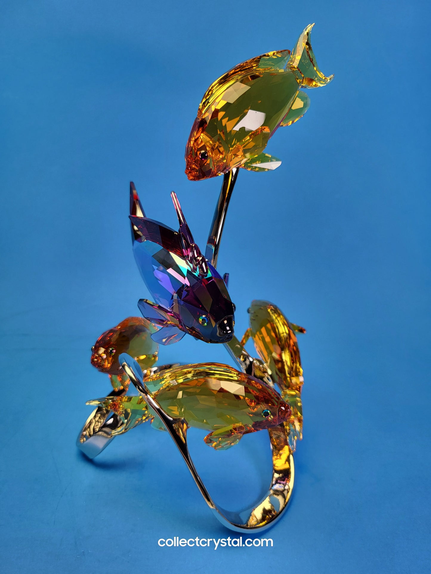 PARADISE FISH – SEA GOLDIES TOPAZ 1083778 Fish on chrome