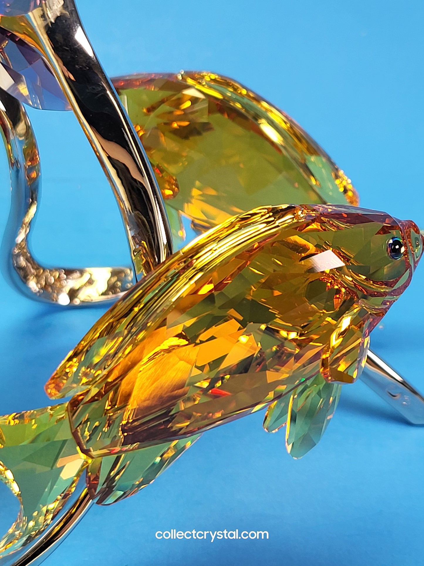 PARADISE FISH – SEA GOLDIES TOPAZ 1083778 Fish on chrome