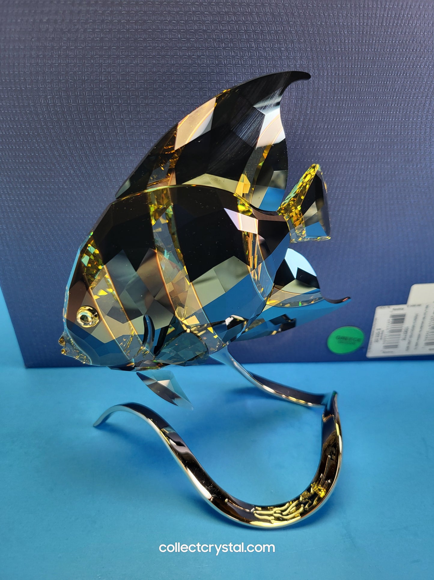 PARADISE FISH – FRENCH ANGELFISH JONQUIL MORODA 1083776