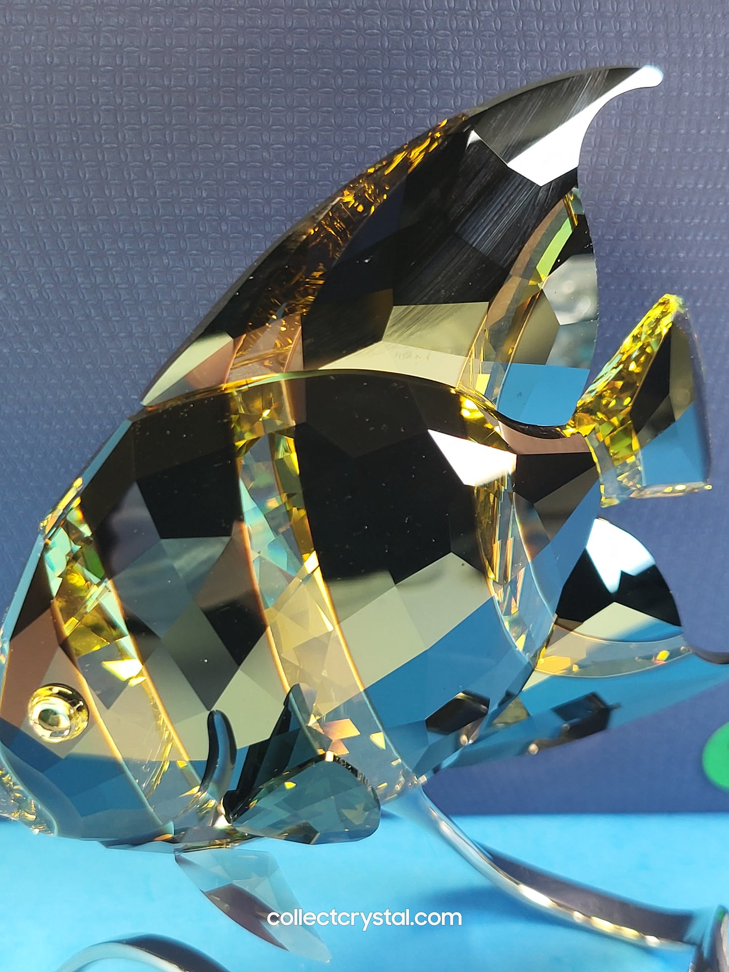 PARADISE FISH – FRENCH ANGELFISH JONQUIL MORODA 1083776